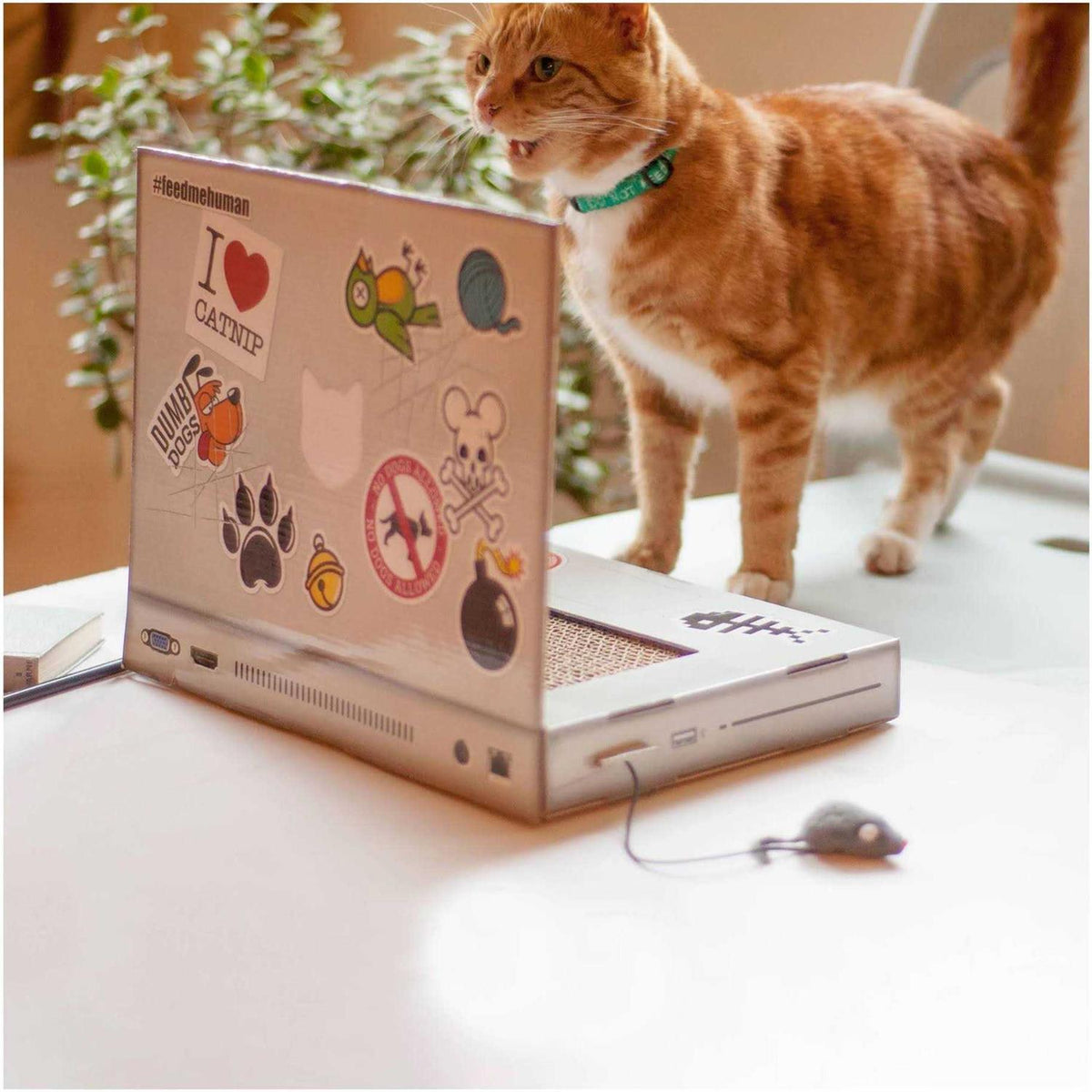 Cat Scratch Laptop J118739